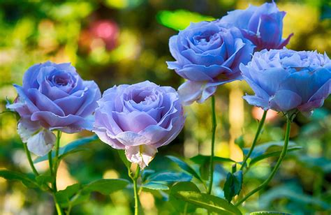 blue rose plant.